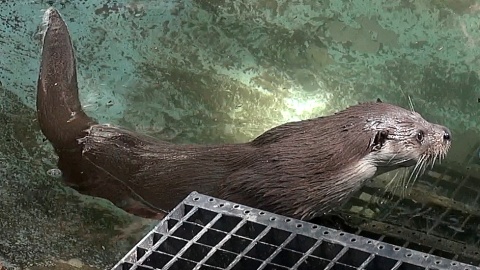 Marlenka i Czaruś zapraszają do myślęcińskiego ZOO. Fot. Janusz Wiertel