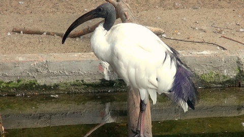 Ibis czczony, dostojny i skupiony. Fot. Jansz Wiertel