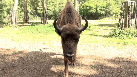 Młode żubry z myślęcińskiego ZOO. Fot. Janusz Wiertel