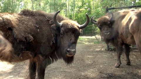 Młode żubry z myślęcińskiego ZOO. Fot. Janusz Wiertel