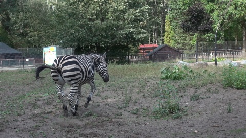 Zebra z bydgoskiego zoo. (jw)