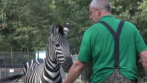 Zebra z bydgoskiego zoo. (jw)