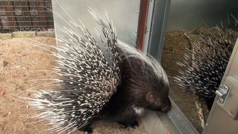 Jeżynka i Malinka z bydgoskiego zoo. (jw)