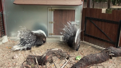 Jeżynka i Malinka z bydgoskiego zoo. (jw)