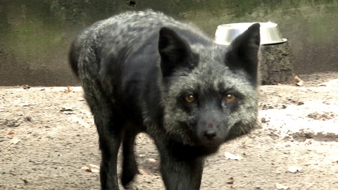 Raisa jest starszą Lisicą i jednym z najmądrzejszych zwierząt w myślęcińskim ZOO. Fot. Janusz Wiertel