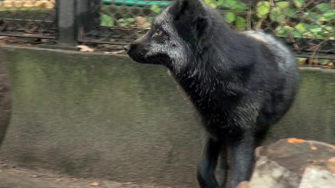 Raisa jest starszą Lisicą i jednym z najmądrzejszych zwierząt w myślęcińskim ZOO. Fot. Janusz Wiertel