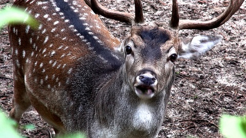 Daniele z myślęcińskiego ZOO. Fot. Janusz Wiertel