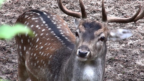 Daniele z myślęcińskiego ZOO. Fot. Janusz Wiertel