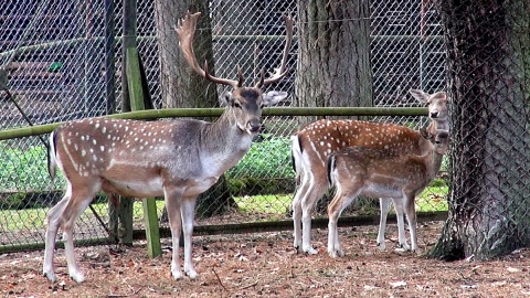 Daniele z myślęcińskiego ZOO. Fot. Janusz Wiertel