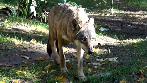 Spędźmy chwil kilka w towarzystwie wilka! Fot. Janusz Wiertel