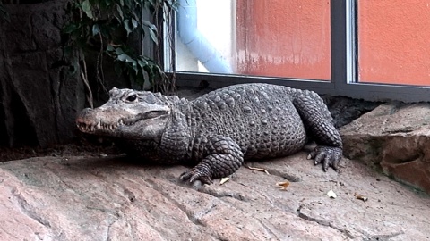 Choć z daleka i przez chwilę, podziwiajmy krokodyle :) Fot. Janusz Wiertel