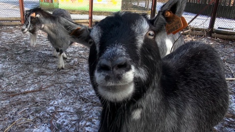 Z ostatnią radiową wizytą u mieszkańców myślęcińskiego ZOO. Gdy będą Państwo tęsknić, wystarczy ich osobiście odwiedzić. Fot. Janusz Wiertel