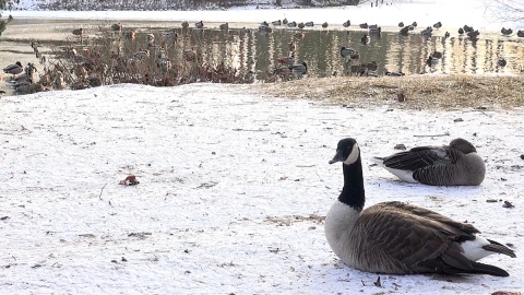 Z ostatnią radiową wizytą u mieszkańców myślęcińskiego ZOO. Gdy będą Państwo tęsknić, wystarczy ich osobiście odwiedzić. Fot. Janusz Wiertel