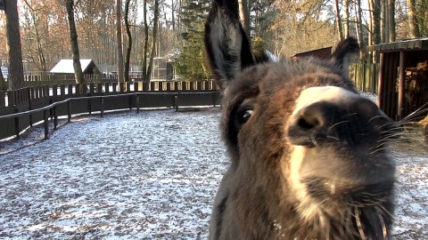 Z ostatnią radiową wizytą u mieszkańców myślęcińskiego ZOO. Gdy będą Państwo tęsknić, wystarczy ich osobiście odwiedzić. Fot. Janusz Wiertel