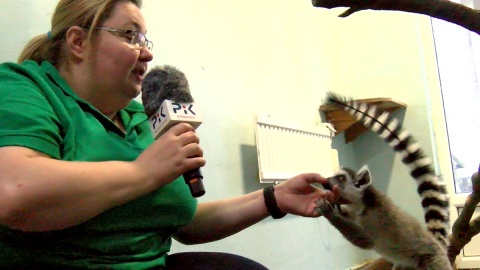 Dr Dominika Gulda i lemury z Ogrodu Zoologicznego w Bydgoszczy. Fot. Janusz Wiertel