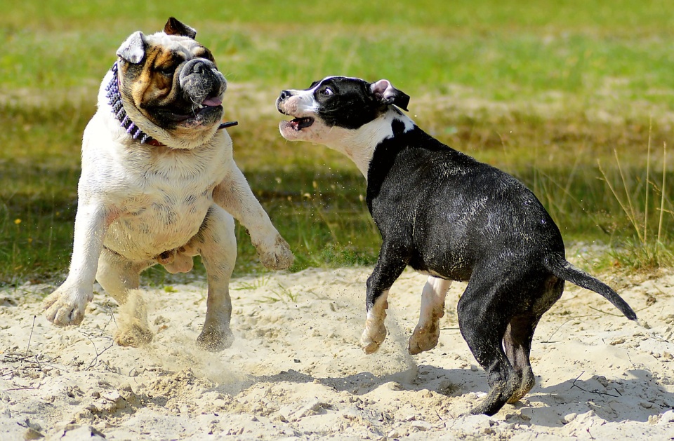 Pobaw się ze mną! Tylko nie gryź za mocno! Fot. ilustracyjna/pixabay.com