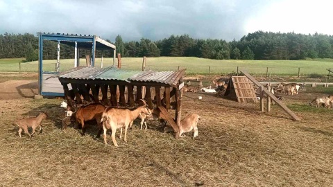 W miejscowości Ojrzanowo odnaleźć można niezwykłą „Kozią Dolinę”. Fot. Marcin Glapiak