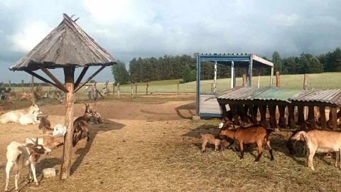 W miejscowości Ojrzanowo odnaleźć można niezwykłą „Kozią Dolinę”. Fot. Marcin Glapiak