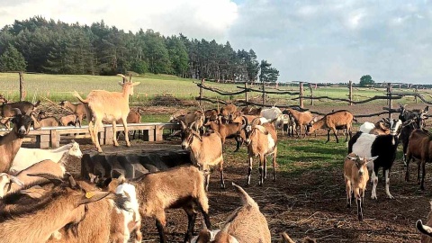 W miejscowości Ojrzanowo odnaleźć można niezwykłą „Kozią Dolinę”. Fot. Marcin Glapiak