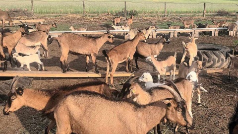 W miejscowości Ojrzanowo odnaleźć można niezwykłą „Kozią Dolinę”. Fot. Marcin Glapiak