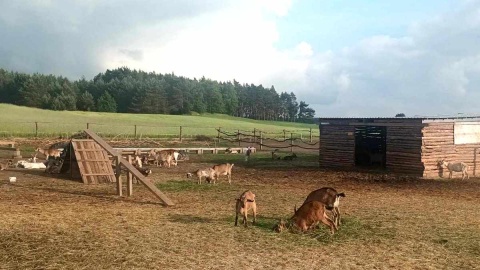 W miejscowości Ojrzanowo odnaleźć można niezwykłą „Kozią Dolinę”. Fot. Marcin Glapiak