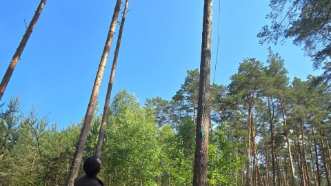 W Nadleśnictwie Zamrzenica w Borach Tucholskich, sokoły wędrowne przywracane są naturze. Fot. Michał Wojcieszkiewicz/Nadleśnictwo Zamrzenica