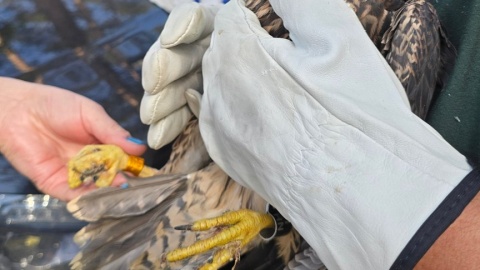 W Nadleśnictwie Zamrzenica w Borach Tucholskich, sokoły wędrowne przywracane są naturze. Fot. Michał Wojcieszkiewicz/Nadleśnictwo Zamrzenica