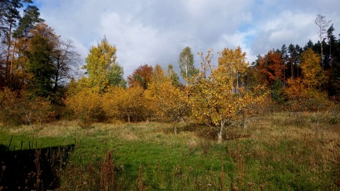 Lasy pięknieją jesienią. Fot. Michał Słobodzian/PR PiK