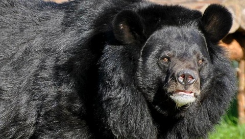 Toruński Ogród Zoobotaniczny bez niedźwiedzia Nufi