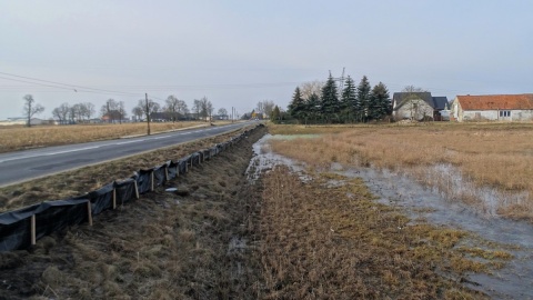 Żaby padają jak muchy. Życie ratują im przyrodnicy z wiaderkami