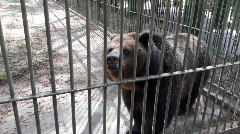 Miś najedzony - to miś szczęśliwy. Karmienie zwierzaka w bydgoskim zoo