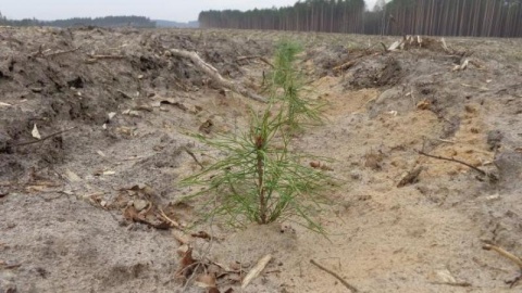 Wkrótce miną dwa lata od nawałnicy. Sprzątanie jeszcze trwa