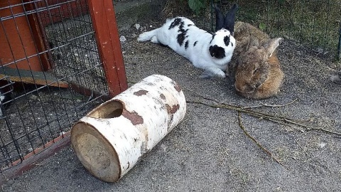 Do serca przytul psa, weź do domu zabierz... królika