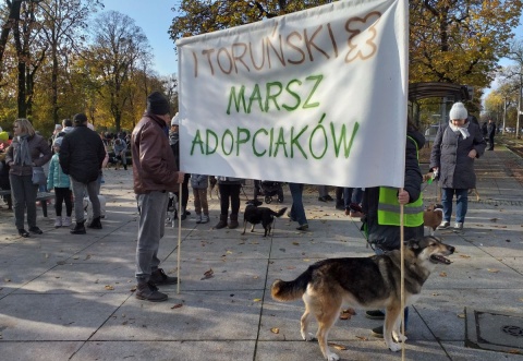 Są oddane i bezgranicznie kochają opiekunów. I Marsz Adopciaków w Toruniu