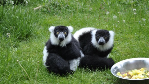 Ogród zoologiczny w Toruniu ratuje ginące gatunki - szpak balijski potwierdza