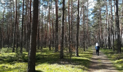 Zakaz wstępu do lasów w regionie do odwołania. Zbyt duże zagrożenie pożarowe