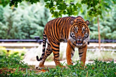 Zoo znowu otwarte, choć z ograniczeniami. Na razie bez Akwarium Terrarium