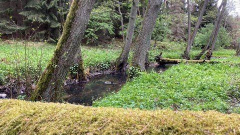 Takie cuda, tak blisko Bydgoszczy. Natura potrafi nas zachwycić [wideo, zdjęcia]