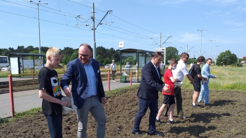 Takie łąki w miastach to prawdziwy skarb Cieszą i ludzi, i owady