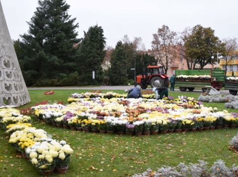 I love Ino. 2,5 tysiąca chryzantem ozdobi ulice, rynek i park w Inowrocławiu