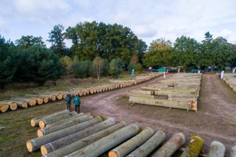 Sprzedali wszystko Licytacja dębowego drewna z regionalnych lasów