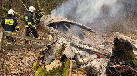 Kto podpalił Dąb Rzeczypospolitej Wyznaczono nagrodę za pomoc w ujęciu sprawcy