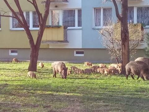 W Toruniu będą strzelać do dzików. Są groźne, nie da się ich przegnać z miasta