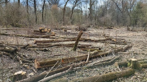 RDOŚ: Wycinka na Kępie Bazarowej nie zaszkodziła naturze. Co na to społecznicy [DECYZJA]