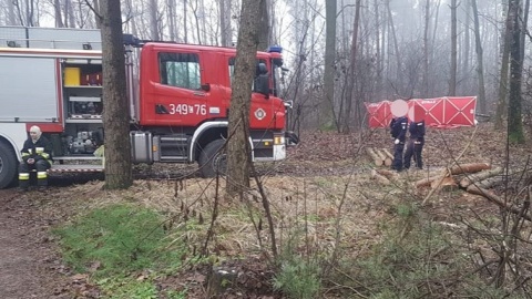 Wypadek w czasie leśnej wycinki. Nie żyje mężczyzna przygnieciony drzewem