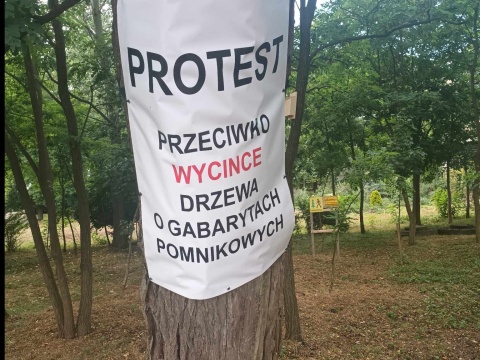 Zabytkowe drzewo niezgody. Konar utrudnia przejazd, ale właściciel mówi nie przycince