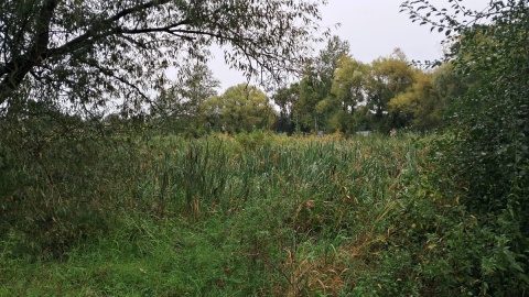 Zbiornik, który znajduje się w centrum Wtelna, od wielu lat zarastał, wypłycał się i wysychał/fot. Damian Klich