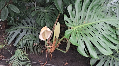 Monstera w botaniku Instytutu Hodowli i Aklimatyzacji Roślin w Bydgoszczy/fot. Damian Klich