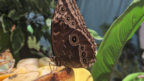 Wystawa żywych motyli „Amazing Butterflies”/fot. Kinoteatr RONDO, Facebook