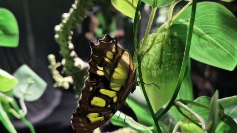 Wystawa żywych motyli „Amazing Butterflies”/fot. Kinoteatr RONDO, Facebook